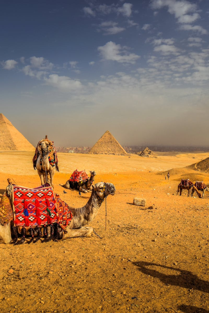 Captivating view of camels resting with the iconic pyramids in the Egyptian desert.